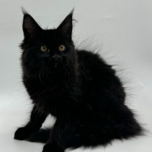 Maine Coon male kitten