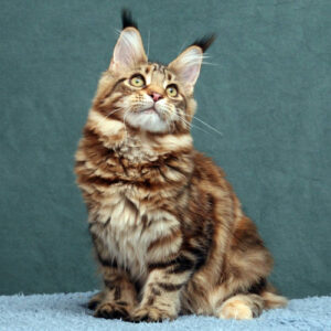 Maine Coon female kitten