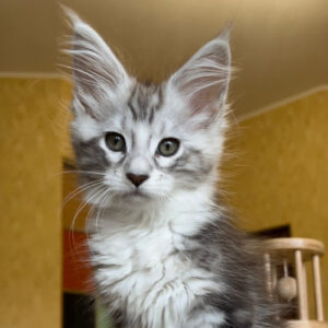 Gabriela (R) Maine Coon female kitten