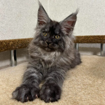 Asqar Maine Coon male kitten