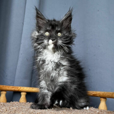 729 Milky Way (R) Maine Coon male kitten