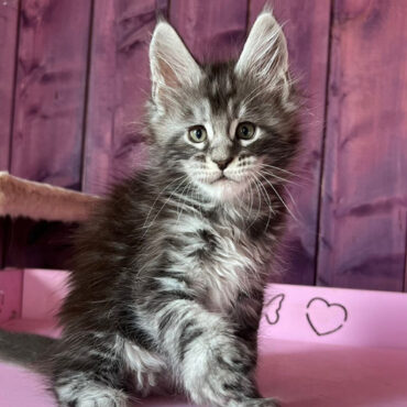 733 Dessert (R) Maine Coon male kitten