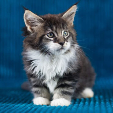 737 Bruno (U) Maine Coon male kitten