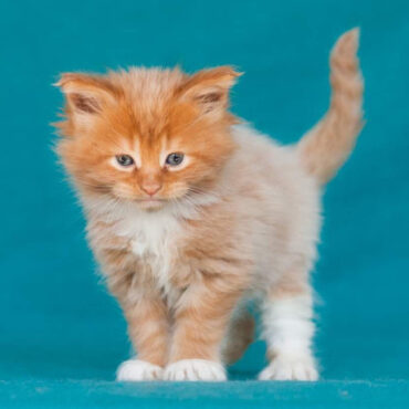 739 Eustace (U) Maine Coon male kitten