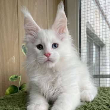 772 Martin (R) Maine Coon male kitten