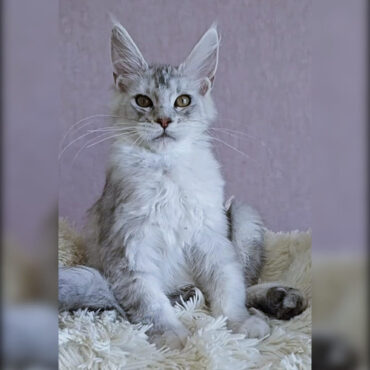 778 Frant (R) Maine Coon male kitten