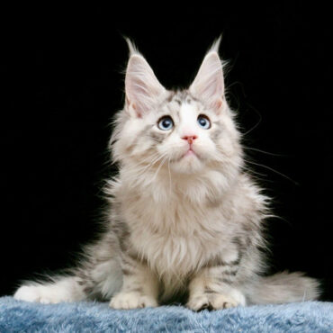 831 Onix (R) Maine Coon male kitten