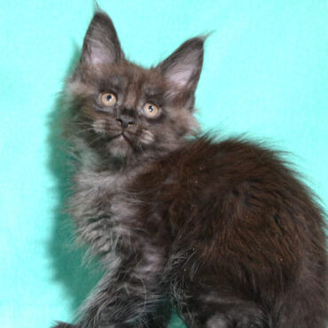 835 Imperator (R) Maine Coon male kitten