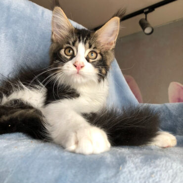 876 Norman (U) Maine Coon male kitten
