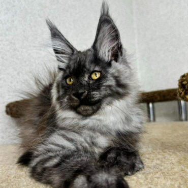 890 Wolfram (U) Maine Coon male kitten