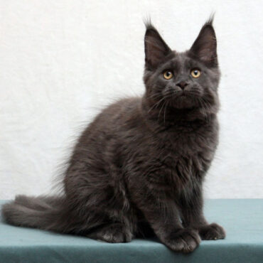 910 Santiago (R) Maine Coon male kitten