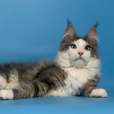 965 Graf (R) Maine Coon male kitten
