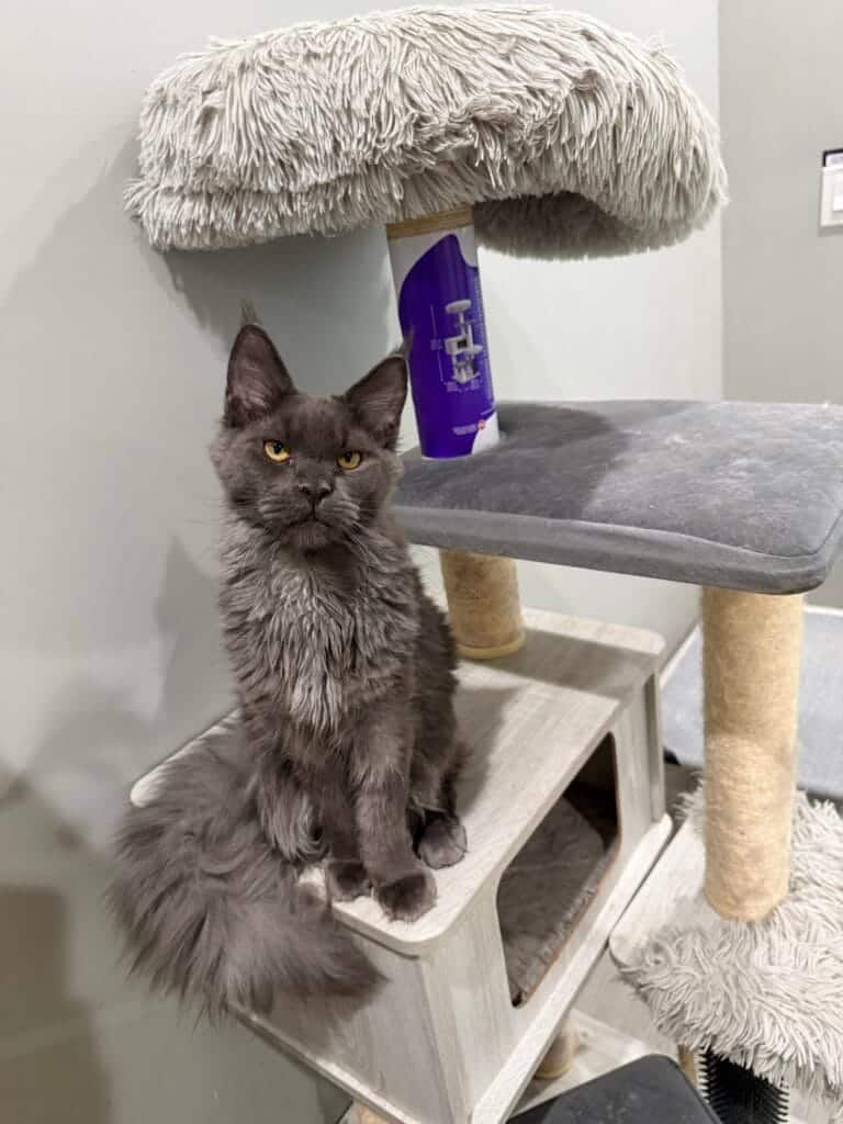 Image gallery marquee