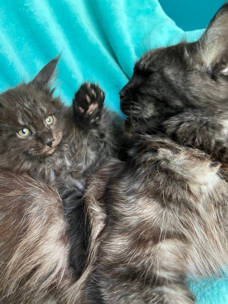 Image gallery marquee