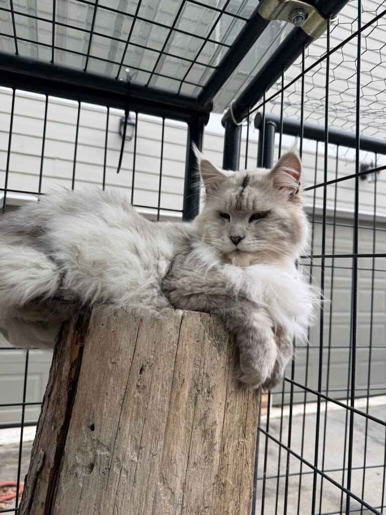 Image gallery marquee