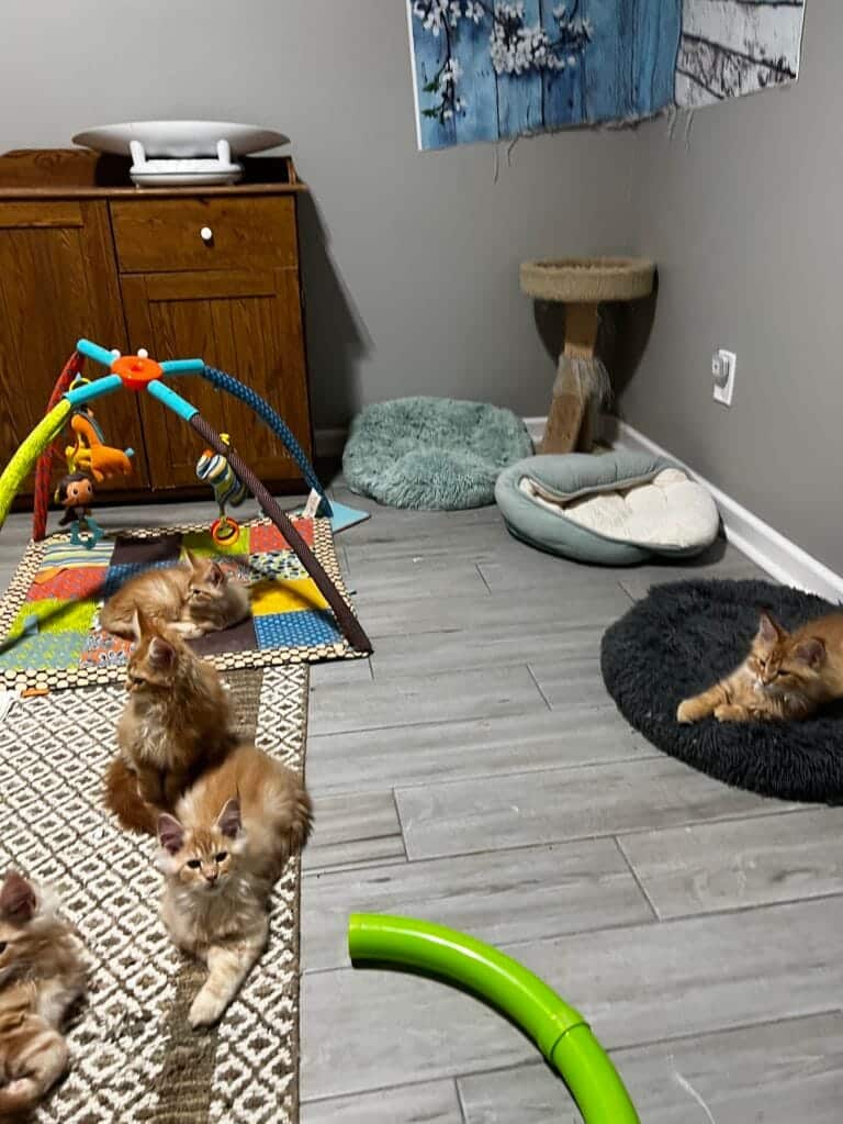 Image gallery marquee